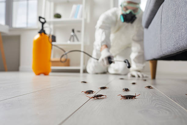 Commercial Kitchen Cockroach Control in Margate